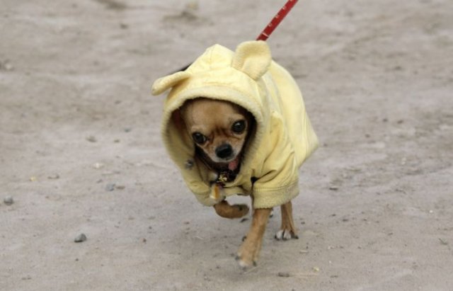 Cute dressed up dogs